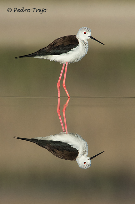 Cigüeñuela (Himantopus himantopus)